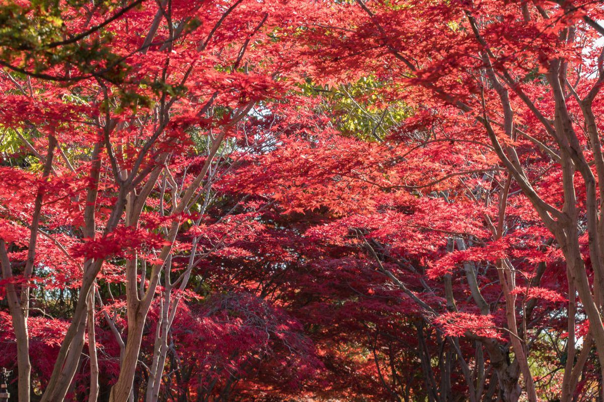 09:04 平岡樹芸センター